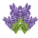 عود دست ساز نابیلا Nabila Lavender